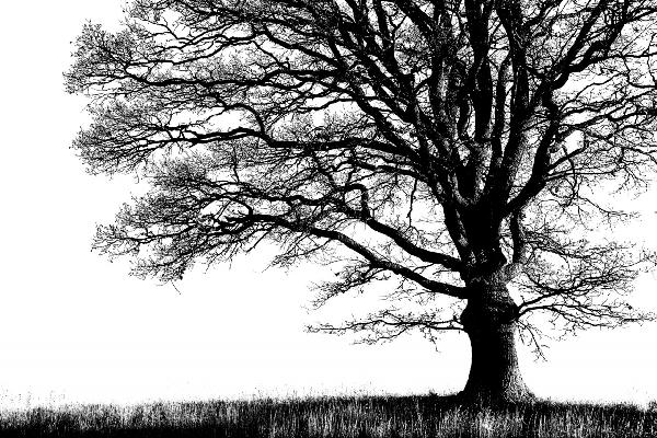 輸入壁紙 カスタム壁紙 PHOTOWALL / Alone Tree - b/w (e19447)