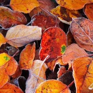 輸入壁紙 カスタム壁紙 PHOTOWALL / Colorful Leaves (e19442)