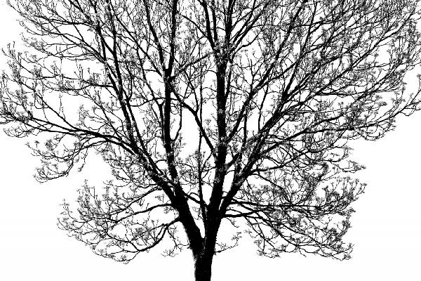輸入壁紙 カスタム壁紙 PHOTOWALL / Tree Branches 2 - b/w (e19419)