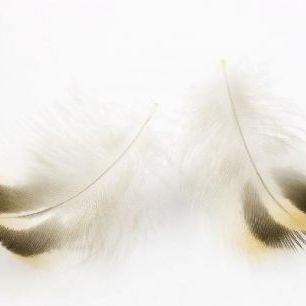 輸入壁紙 カスタム壁紙 PHOTOWALL / Pair of Feathers (e19706)