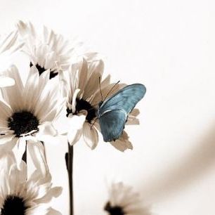 輸入壁紙 カスタム壁紙 PHOTOWALL / Julia Butterfly - Sepia Blue (e19888)