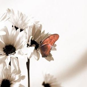輸入壁紙 カスタム壁紙 PHOTOWALL / Julia Butterfly - Sepia Red (e19889)