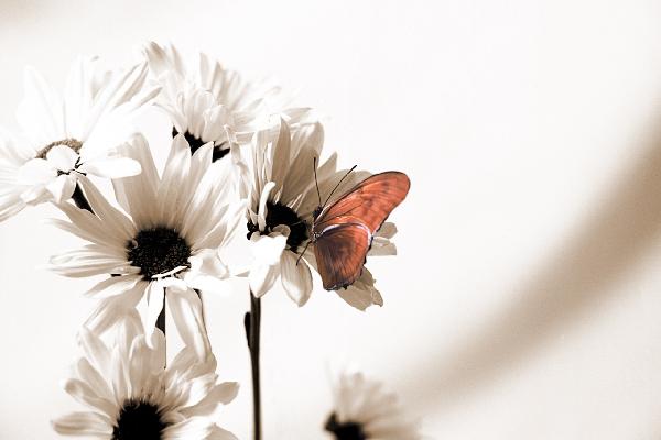 輸入壁紙 カスタム壁紙 PHOTOWALL / Julia Butterfly - Sepia Red (e19889)