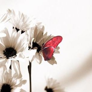 輸入壁紙 カスタム壁紙 PHOTOWALL / Julia Butterfly - Sepia Deep Red (e19890)