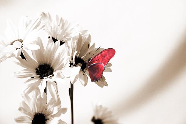 輸入壁紙 カスタム壁紙 PHOTOWALL / Julia Butterfly - Sepia Deep Red (e19890)