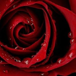 輸入壁紙 カスタム壁紙 PHOTOWALL / Dark Red Rose (e19951)