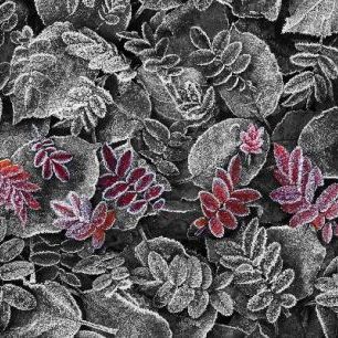 輸入壁紙 カスタム壁紙 PHOTOWALL / Frosty Leaves Red (e20309)