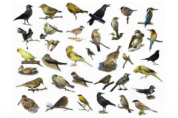 輸入壁紙 カスタム壁紙 PHOTOWALL / Birds (e20328)