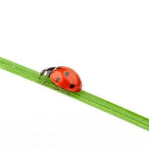 輸入壁紙 カスタム壁紙 PHOTOWALL / Ladybug on a Straw (e20345)