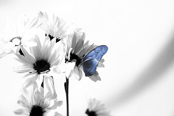 輸入壁紙 カスタム壁紙 PHOTOWALL / Julia Butterfly - b/w Blue (e20358)