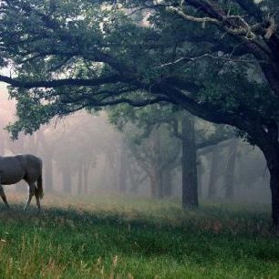 輸入壁紙 カスタム壁紙 PHOTOWALL / Unicorn in the Forest (e20368)