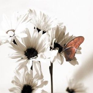 輸入壁紙 カスタム壁紙 PHOTOWALL / Julia Butterfly Middle (e20441)