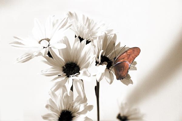 輸入壁紙 カスタム壁紙 PHOTOWALL / Julia Butterfly Middle (e20441)