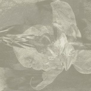 輸入壁紙 カスタム壁紙 PHOTOWALL / Orchid Chaos - Tritone (e20471)