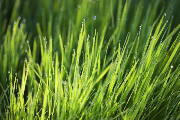 輸入壁紙 カスタム壁紙 PHOTOWALL / Dew on the Grass (e20967)
