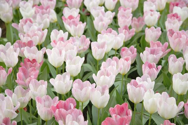 輸入壁紙 カスタム壁紙 PHOTOWALL / Tulips (e20969)