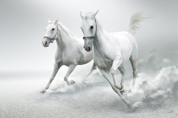 輸入壁紙 カスタム壁紙 PHOTOWALL / White Horses (e20974)
