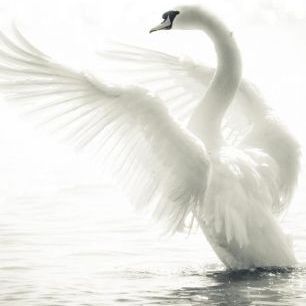 輸入壁紙 カスタム壁紙 PHOTOWALL / Graceful Swan (e21139)