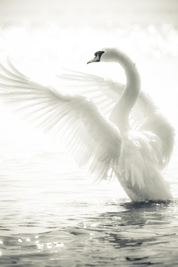 輸入壁紙 カスタム壁紙 PHOTOWALL / Graceful Swan (e21139)