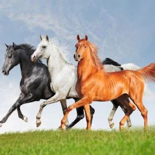 輸入壁紙 カスタム壁紙 PHOTOWALL / Arab Horses Runs Free (e21344)