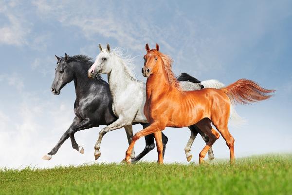 輸入壁紙 カスタム壁紙 PHOTOWALL / Arab Horses Runs Free (e21344)