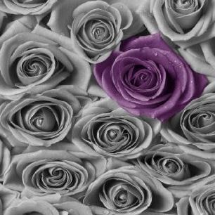 輸入壁紙 カスタム壁紙 PHOTOWALL / Roses - Purple and Grey (e21465)