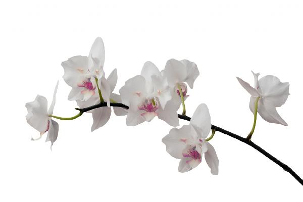 輸入壁紙 カスタム壁紙 PHOTOWALL / White Orchid Stem - Purple (e21541)