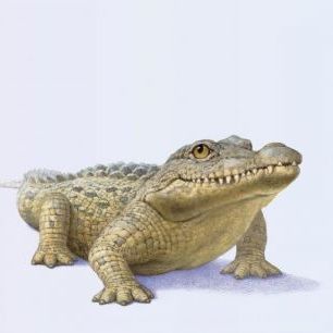 輸入壁紙 カスタム壁紙 PHOTOWALL / Crocodile Front (e21688)