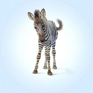 輸入壁紙 カスタム壁紙 PHOTOWALL / Zebra Foal (e21689)