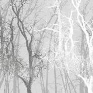 輸入壁紙 カスタム壁紙 PHOTOWALL / Wander Trees Charcoal (e21775)