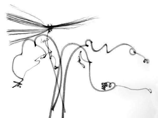 輸入壁紙 カスタム壁紙 PHOTOWALL / Dragonfly (e21801)