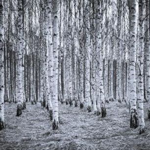 輸入壁紙 カスタム壁紙 PHOTOWALL / Birch Forest Black & White (e22027)