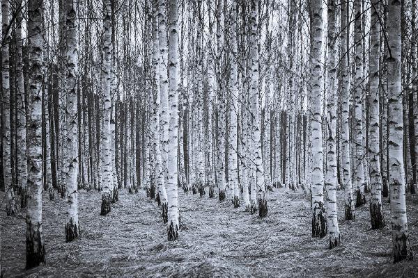 輸入壁紙 カスタム壁紙 PHOTOWALL / Birch Forest Black & White (e22027)