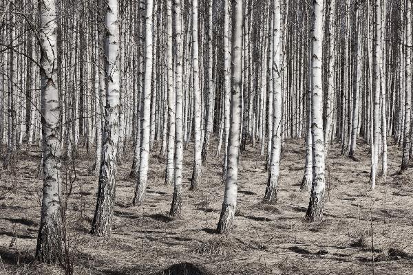 輸入壁紙 カスタム壁紙 PHOTOWALL / Birch Forest (e22029)
