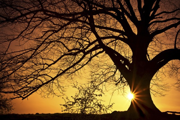 輸入壁紙 カスタム壁紙 PHOTOWALL / Silhouette of a Willow Tree in Sunset (e19126)