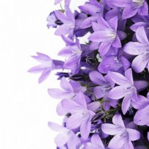 輸入壁紙 カスタム壁紙 PHOTOWALL / Purple Flowers (e19127)