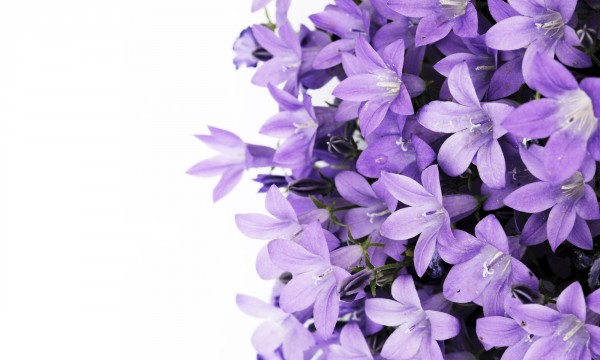 輸入壁紙 カスタム壁紙 PHOTOWALL / Purple Flowers (e19127)