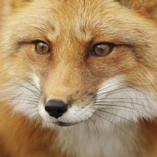 輸入壁紙 カスタム壁紙 PHOTOWALL / Red Fox (e19131)