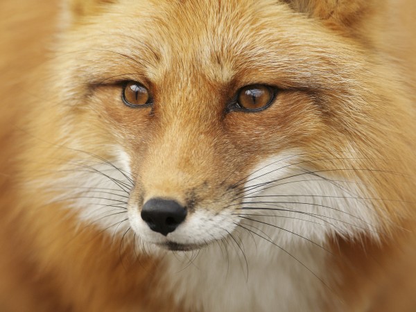 輸入壁紙 カスタム壁紙 PHOTOWALL / Red Fox (e19131)