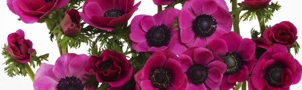 輸入壁紙 カスタム壁紙 PHOTOWALL / Panoramic Flowers - Pink (e19506)