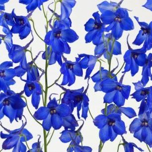 輸入壁紙 カスタム壁紙 PHOTOWALL / Blue Flowers (e20097)