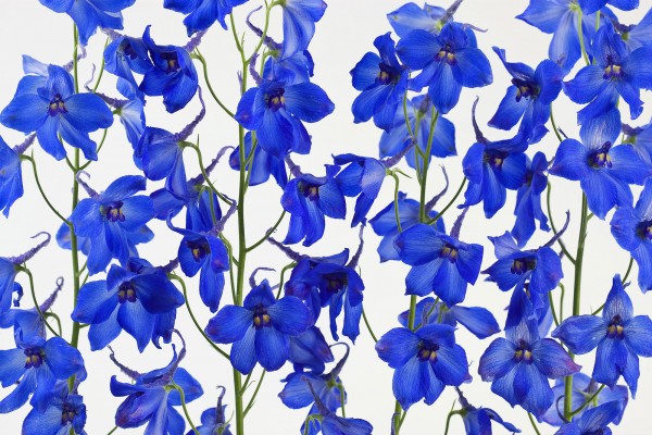 輸入壁紙 カスタム壁紙 PHOTOWALL / Blue Flowers (e20097)