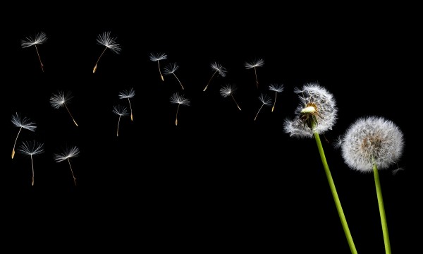 輸入壁紙 カスタム壁紙 PHOTOWALL / Dandelion Seeds in the Wind (e20333)