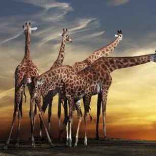 輸入壁紙 カスタム壁紙 PHOTOWALL / Giraffes and a View (e22387)