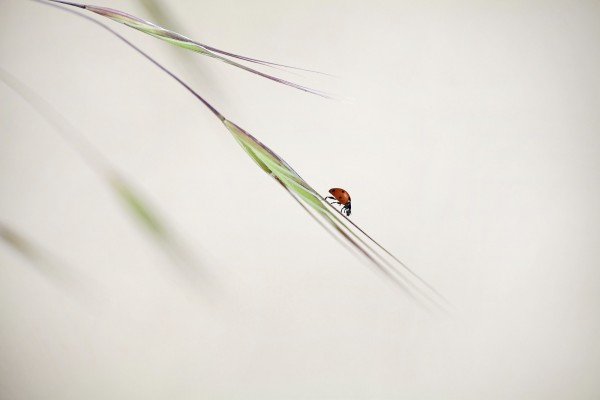 輸入壁紙 カスタム壁紙 PHOTOWALL / Ladybug in Focus (e22388)