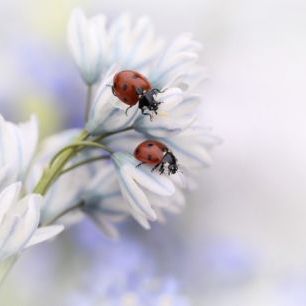 輸入壁紙 カスタム壁紙 PHOTOWALL / Ladybugs on White Flower (e22394)