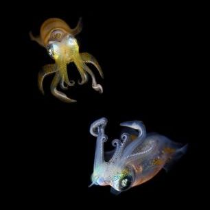 輸入壁紙 カスタム壁紙 PHOTOWALL / Glowing Squids (e22422)