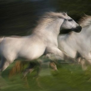 輸入壁紙 カスタム壁紙 PHOTOWALL / White Horses Gallop (e22447)
