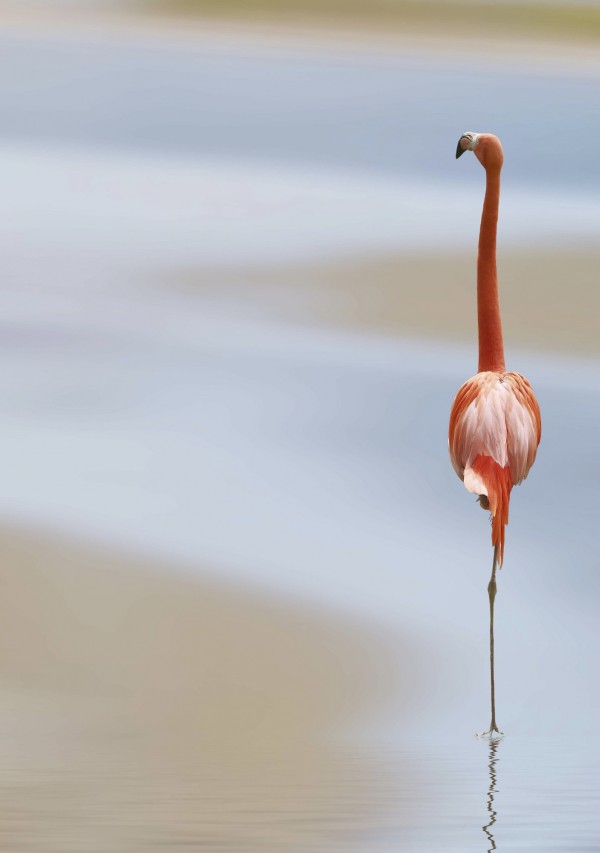 輸入壁紙 カスタム壁紙 PHOTOWALL / Lonely Flamingo (e22470)