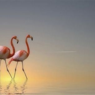 輸入壁紙 カスタム壁紙 PHOTOWALL / Two Flamingos (e22471)